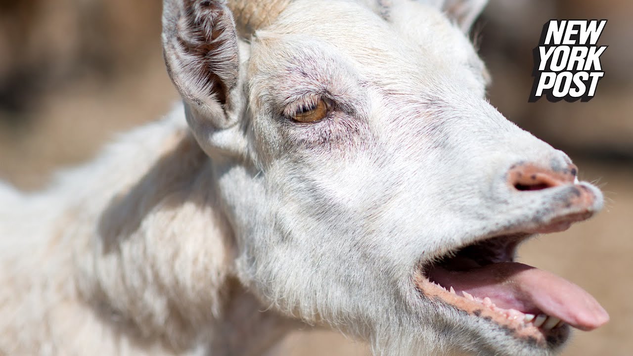 Goat hilariously fools Oklahoma police by screaming ‘help’ | New York Post