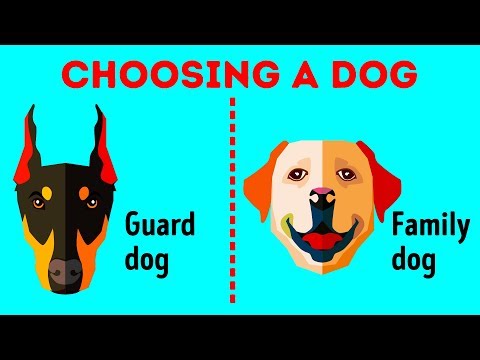 How to Choose the Perfect Dog Breed Just for You - UC4rlAVgAK0SGk-yTfe48Qpw