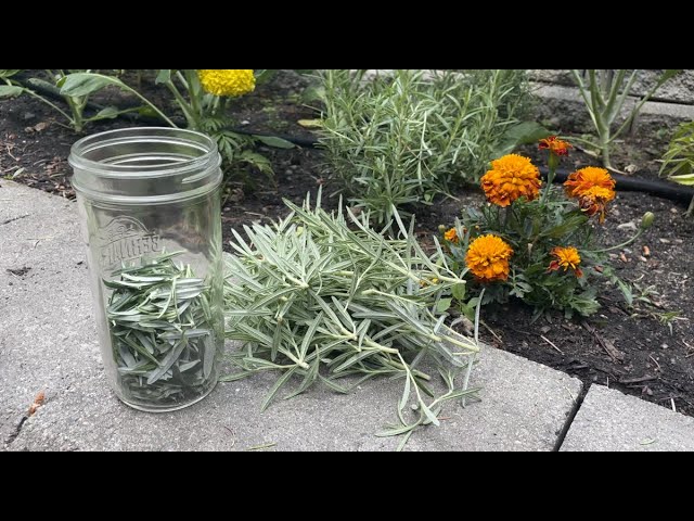 How To Preserve Fresh Rosemary StuffSure   Sddefault 