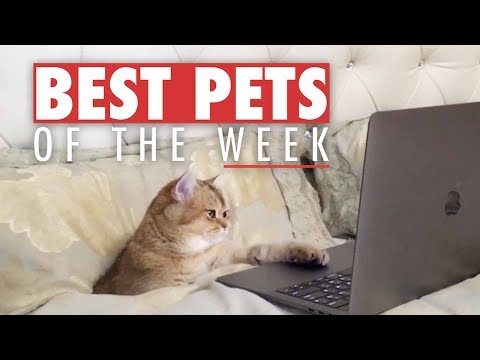 Best Pets of the Week | November 2017 Week 1 - UCPIvT-zcQl2H0vabdXJGcpg