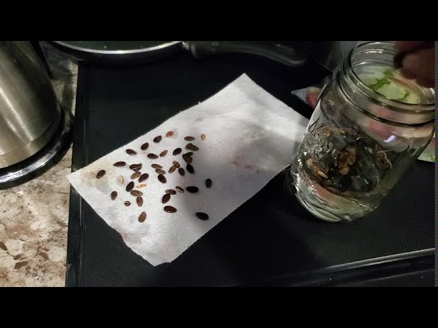 How To Preserve Watermelon Seeds?