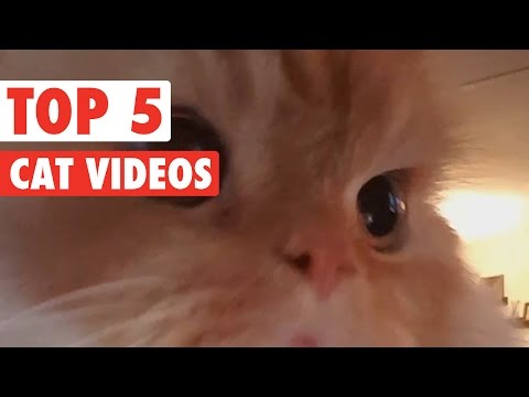 Cute Kitten Pet Compilation 2016 - UCPIvT-zcQl2H0vabdXJGcpg