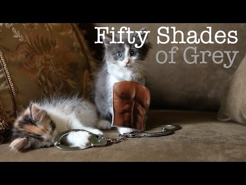 50 Shades of Grey Trailer - Cute Kitten Edition - UCPIvT-zcQl2H0vabdXJGcpg