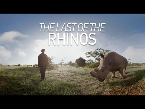 GoPro VR: The Last of the Rhinos - UCqhnX4jA0A5paNd1v-zEysw