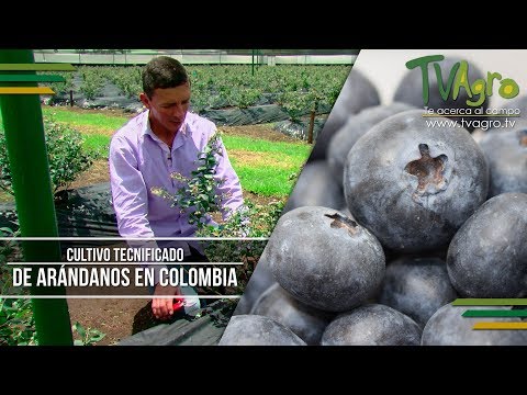 Cultivo Tecnificado de Arándanos En Colombia - TvAgro por Juan Gonzalo Angel - UCzW1r6IO7r8C2RPLZrD5lwA