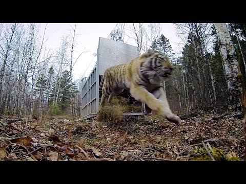 GoPro: Siberian Tiger Release - A Rare Sight - UCqhnX4jA0A5paNd1v-zEysw