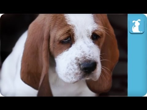 80 seconds of Adorable Wrinkled Basset Hound Puppies - UCPIvT-zcQl2H0vabdXJGcpg