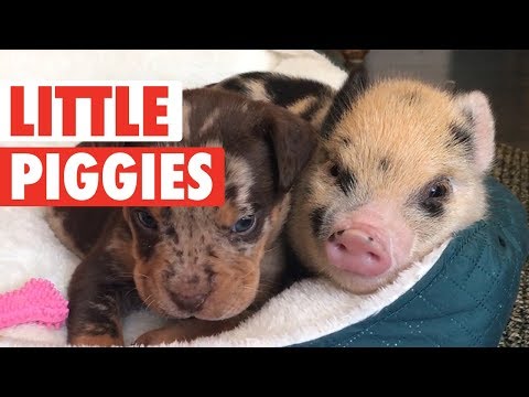 Cute Little Piggies Video Compilation 2017 - UCPIvT-zcQl2H0vabdXJGcpg