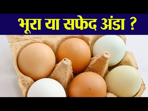 Brown Eggs VS White Eggs: Which is Healthier? | भूरा या सफेद? किस रंग का अंडा है फायदेमंद