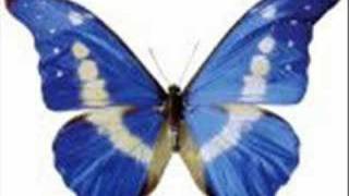Tiefschwarz - Schmetterlingsflügel