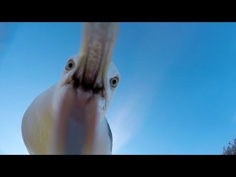 GoPro Awards: Seagull Theft - With Telemetry in 4K - UCqhnX4jA0A5paNd1v-zEysw