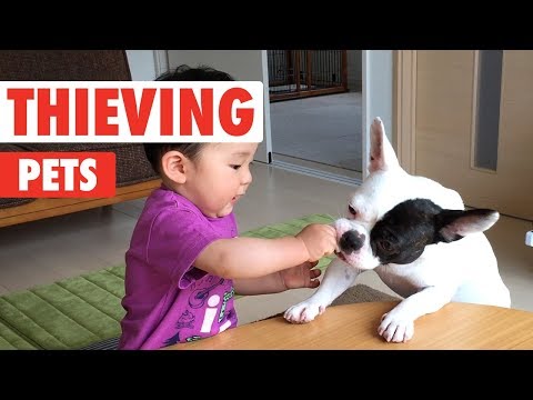 Thieving Pets | Funny Pet Video Compilation - UCPIvT-zcQl2H0vabdXJGcpg