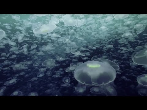 Open Ocean: 10 Hours of Relaxing Oceanscapes | BBC Earth - UCwmZiChSryoWQCZMIQezgTg