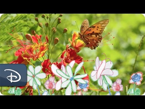 'Wishes for Wildlife' - Butterflies | Disney's Animals, Science & Environment - UC1xwwLwm6WSMbUn_Tp597hQ