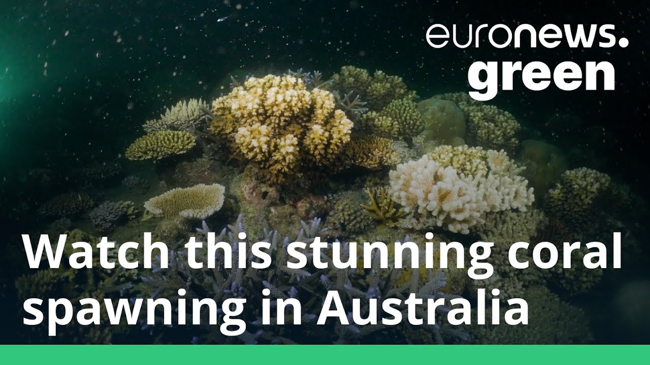 It’s coral spawning season in the Great Barrier Reef – watch this beautiful natural process unfold