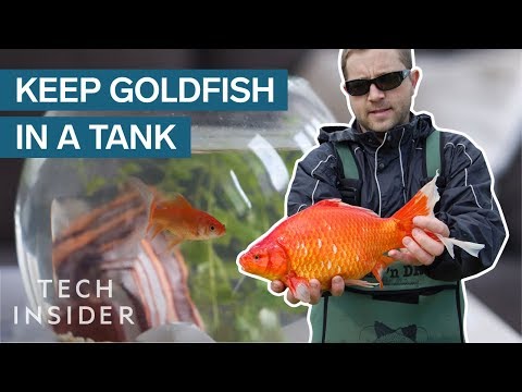 Why Giant Goldfish Are Invading The Planet - UCVLZmDKeT-mV4H3ToYXIFYg