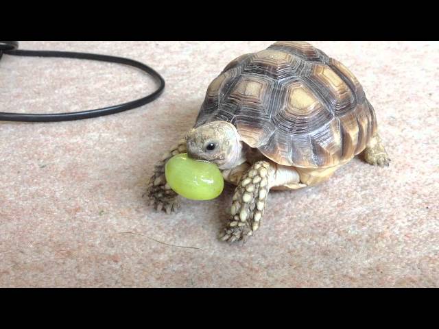 Can Turtles Eat Grapes?