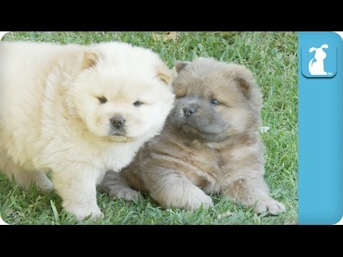 Hungry Chow Puppies Chase Mama - Puppy Love - UCPIvT-zcQl2H0vabdXJGcpg