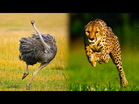 Top 10 Ridiculously Fast Animals - UCaWd5_7JhbQBe4dknZhsHJg