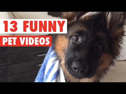 13 Hilarious Pet Videos Compilation 2016 - UCPIvT-zcQl2H0vabdXJGcpg