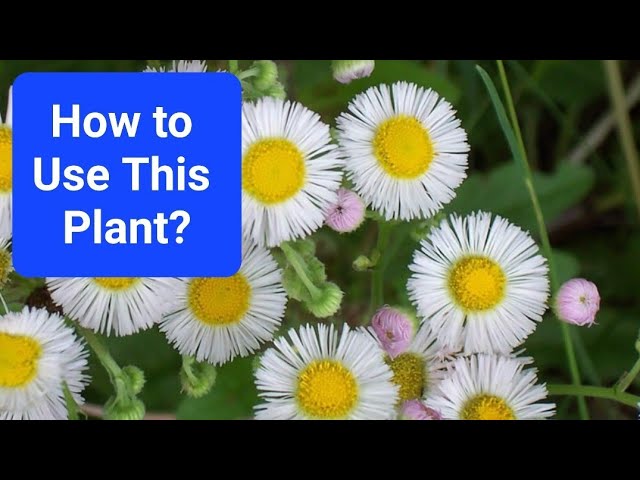 Is Fleabane Edible