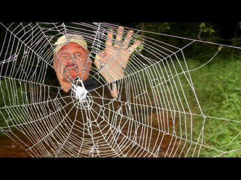 WORLD'S STRONGEST SPIDER WEB - UCrp8aFu6VjkZAY9Hhj6IrXA