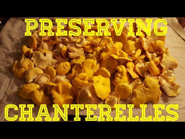 How to Preserve Chanterelle Mushrooms