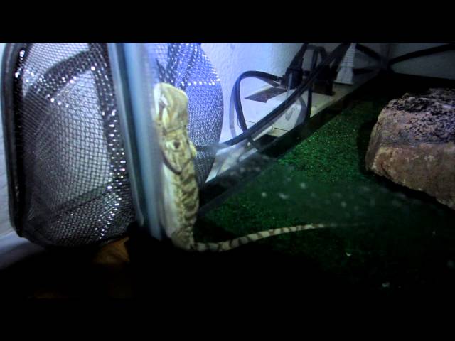 Why Does My Bearded Dragon Sleep Standing Up?