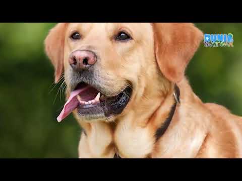 Suara Anjing Menggonggong