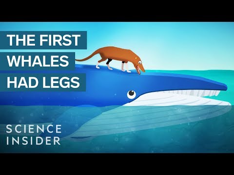 How Whales Became The Largest Animals Ever - UC9uD-W5zQHQuAVT2GdcLCvg
