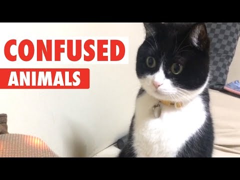 Confused Animals | Funny Pet Video Compilation - UCPIvT-zcQl2H0vabdXJGcpg