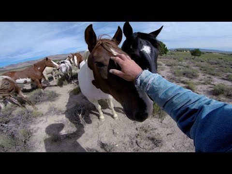 GoPro: Wild Mustangs - A Legacy in 4K - UCqhnX4jA0A5paNd1v-zEysw