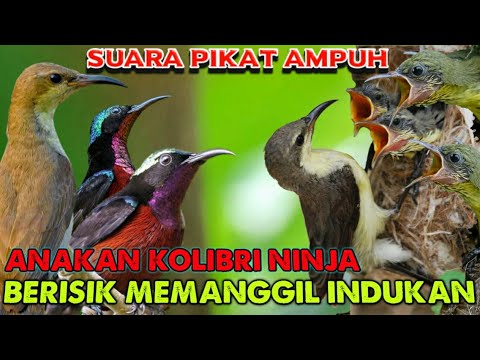 Konin betina dan anakan ribut memanggil jantan | suara pikat kolibri paling ampuh ⁉