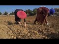 شاهد: أزمة المناخ وقلة المياه تفاقمان معاناة المزارعين في لبنان…
