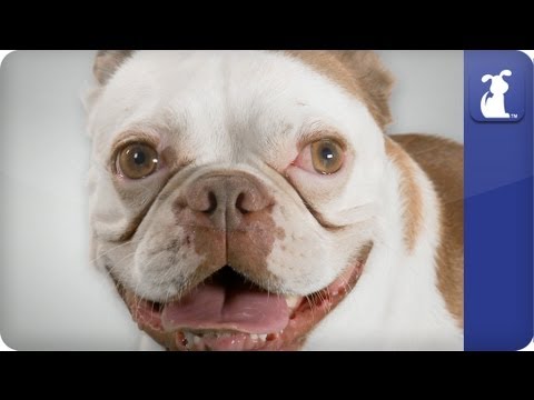 Doglopedia - Boston Terrier - UCPIvT-zcQl2H0vabdXJGcpg