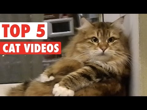 Top 5 Amazing Cats Compilation || March 4 2016 - UCPIvT-zcQl2H0vabdXJGcpg