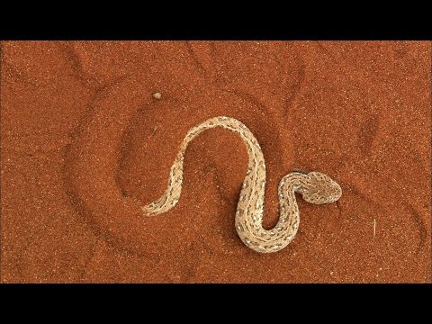 The Sidewinder Snake Slithers at 18 MPH - UCWqPRUsJlZaDp-PVbqEch9g