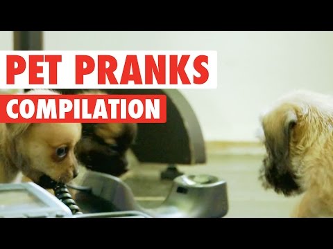 Pet Pranks || Funny Pet Compilation - UCPIvT-zcQl2H0vabdXJGcpg