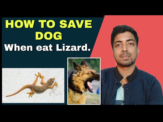 Can Dogs Eat Lizards?