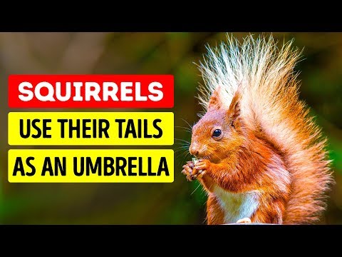 50 Cute Animal Facts That Will Melt Your Heart - UC4rlAVgAK0SGk-yTfe48Qpw