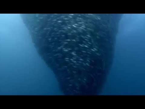 Fish bait ball in open water | Blue Planet | BBC - UCwmZiChSryoWQCZMIQezgTg