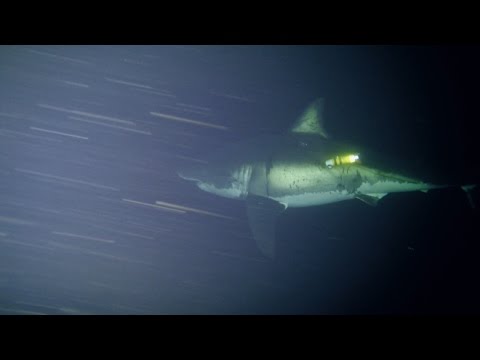 Great White Naps for First Time on Camera - UCqOoboPm3uhY_YXhvhmL-WA