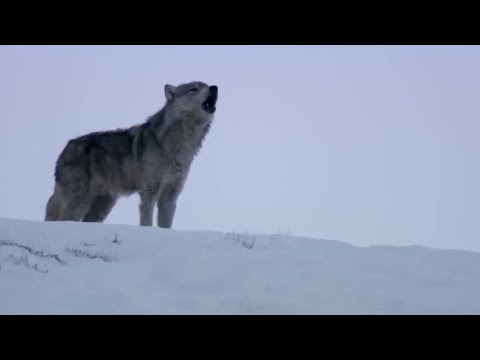 Wolves Unable to Separate After Sex! - Animal Attraction - BBC - UCwmZiChSryoWQCZMIQezgTg