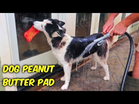 Dog Peanut Butter Pad - UCe_vXdMrHHseZ_esYUskSBw