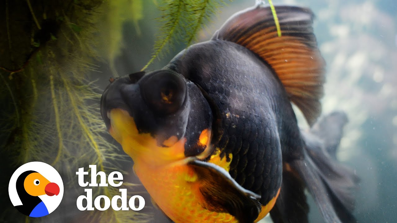Woman Rescues 10-Year-Old Fish And Can’t Believe Her Eyes When He Transforms | The Dodo