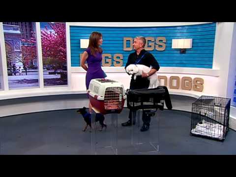 Cesar Millan's summer safety pet tips - UClzCn8DxRSCuMFv_WfzkcrQ