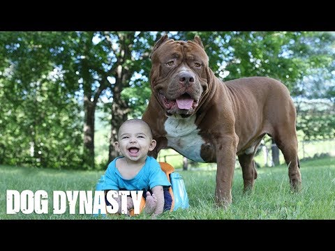 Giant Pit Bull Hulk & The Newborn Baby | DOG DYNASTY - UC9LxuffQCm_Z4KBCoXZvSHA