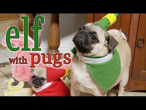 Elf Movie (Pug Puppy Version) - UCPIvT-zcQl2H0vabdXJGcpg