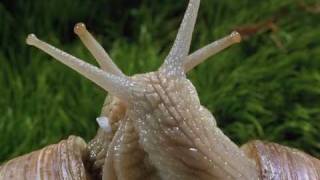 microcosmos - Snails of beauty   High Quality