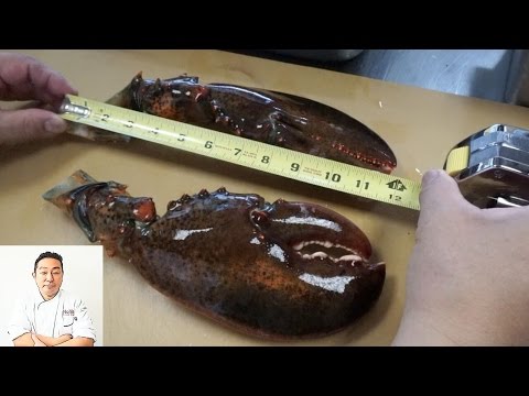 Foot Long Maine Lobster Claw Sushi Burrito - How To Make Sushi Series - UCbULqc7U1mCHiVSCIkwEpxw